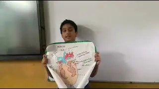 Some information about human heart 