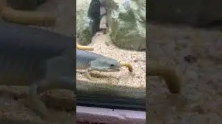 Polypterus Senegal Bichirs eating. #bichir #endlicheri #aquarium #fishing #feeding #eating