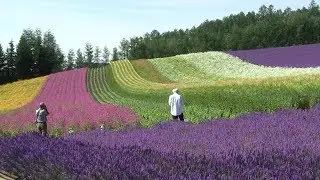【Hokkaido】富良野･美瑛への旅 Trip to Furano and Biei
