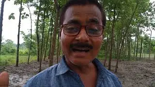 Sagwan and Mahogany सागवान और महोगनी की खेती