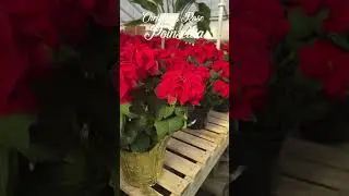 Pick Your Favorite Poinsettia!