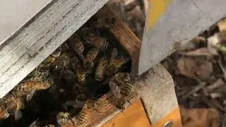 Releasing the queen bee into a newly hived package by removing the screen of the queen cage