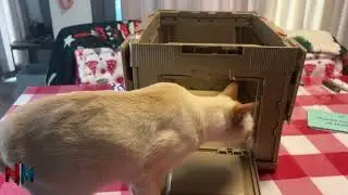 Test 2 if Ghost approves