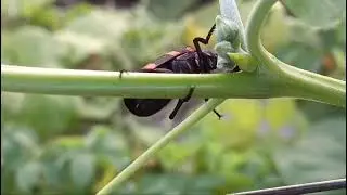 INSECT PLANT INTERACTION