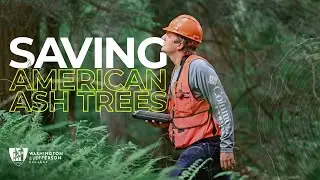 Saving the American Ash