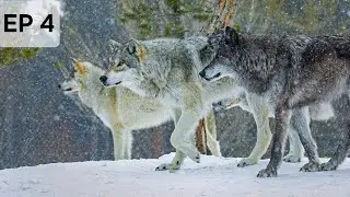 Got attacked by wolves 🐺 #RDR2
