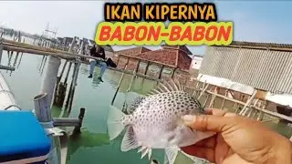 KALAU MANCING IKAN KIPER /KETANG2 DISINI,BAWA KARUNG..#mancingsemarang @dwiagungm1533