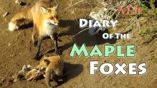 Diary of the Red Fox Family in Maple, Ontario 2021.