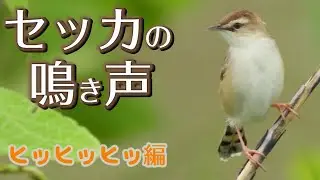 セッカの鳴き声　ヒッヒッヒッ編　兵庫県・北播磨