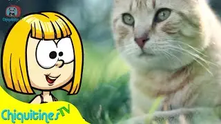 Escuchemos a lo animales - Aprende el sonido de los animales