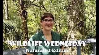 Wildlife Wednesday -- Naturalist Edition at Fern Forest Nature Center