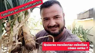 CULTIVAR CEBOLLAS en MACETOHUERTOS para nuestro HUERTO URBANO