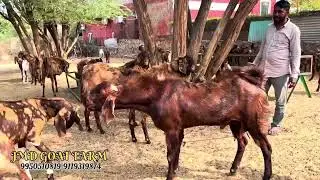 लो जी ले आए आपके किए बकरा ईद का तयार माल वाजिब दाम में #viralvideo