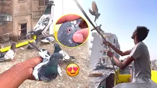 Border Wala Kabootar Pakda 🥳