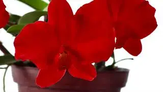 Sophronitis coccinea #CareCollab