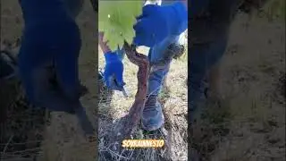 Sovrainnesto #wine #agriculture