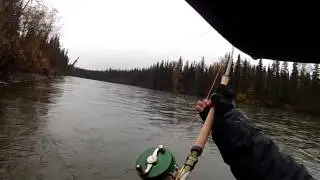 Bulkley steelhead on a Farlex 4