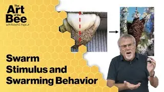 Swarm Stimulus and Swarming Behavior