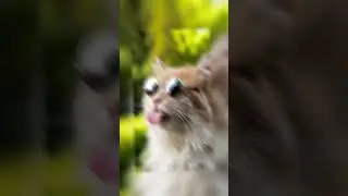 Wallpapers for your phone, cats edition🔥#wallpaper #wallpapers #cats #cat #viral #shorts #short