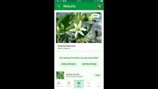 PlantSnap identifies a Coastal Manroot (Marah oreganus)