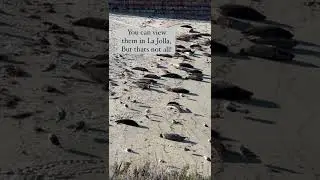 WHERE TO SEE SEALS IN SAN DIEGO #shorts