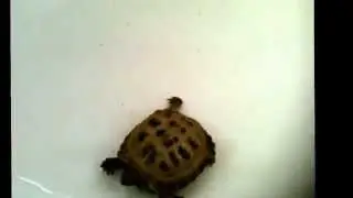 Here is what to expect when soaking a tortoise