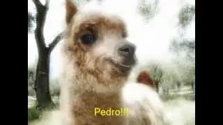 Allevamento Elalpaca