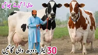 Haji Naseer | Big Size Friesian Cross Cows for Sale in Pakistan 🐄 | Best Dairy Cows | PK JanwarMandi