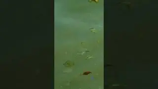 Что делать, если вода в бассейне зацвела? #клининг #уборка #бассейны
