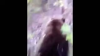 Man sneaks up on wild bear and kicks it