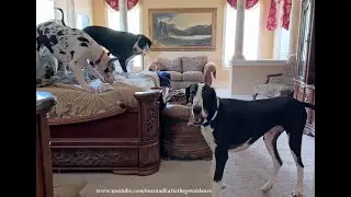Funny Great Dane Invites Her Siblings To Play Bed Zoomies