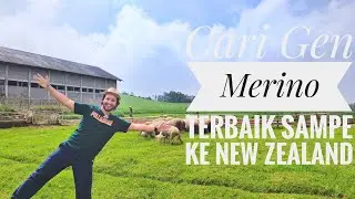 Mencari Gen Domba Merino (Domba Batur) terbaik sampe ke New Zealand 😁