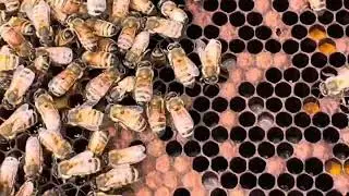 The solution to all beekeeping problems - Get more bees!!!!