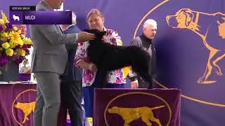 Mudik | Breed Judging 2024