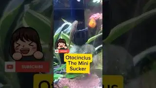 Fun Fact: Otocinclus: A Genus of the Catfish 💕  His Algea #aquarium #aquascape #fishroom