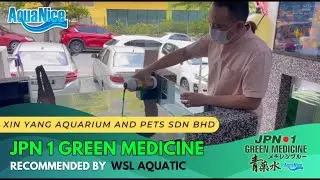 JPN 1 Green Medicine 实测 | 治疗鱼儿缩鳍的最佳选择 🐟✨