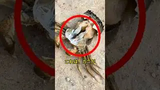 カニの脱皮の瞬間！