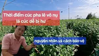 Cách bảo vệ lá gốc cúc pha lê thời điểm vô nụ chuẩn bị ra chợ nguyên nhân gây hư lả gốc là đây