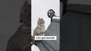 As our office cat, he knows how to do it 😎