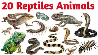 🐍🦎 20 Reptile Animals Names for Kids || Learn Reptiles with Pictures || Irfan Study Class ||