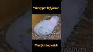 Painapple Red factor HF chick @mdsfeathers #petbirds #salembirds #smallconure #sunconure #birds