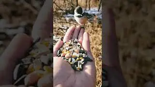 beautiful birds eating food and grain in hand. #shorts, #birds, #food, #grain, 🌾🌾🐦🌾🌾🐧🐦🦆🦅🍇🍒🍓🍱🍋🍈🍉🍌
