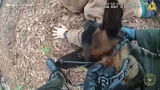 Dumb Florida Criminal Hiding In The Bushes Meets Fury Fur Missile