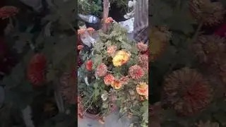 Garden mai Flower Plant and bird # Winter flower guldaudi care # terracegardenindia # unique garden