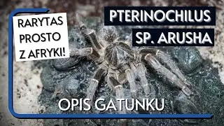 PTERINOCHILUS SP. ARUSHA | o tym PAJĄKU prawdopodobnie jeszcze nie słyszałeś! OPIS GATUNKOWY