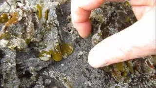 Defense Island Herring spawn March 23,2015
