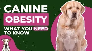 Dog Obesity with Dr. Adam Christman aka The TikTok Vet