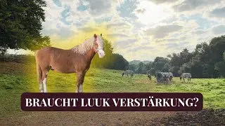 Wir brauchen noch ein zweites Welsh Pony