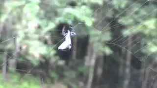 Darwin's bark spider 