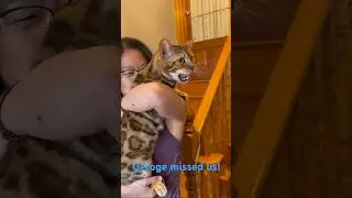 George was so excited when we got home! #bengal #cat #internationalcatday
